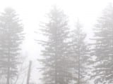 fir_fog11