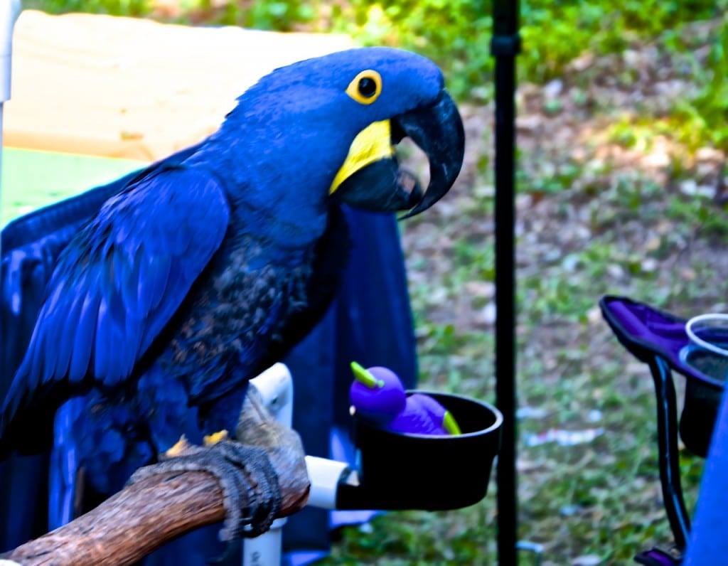 ED2014 Macaw1a 1024x796 - Images From Mobile Bay in Fairhope on Earth Day 2014