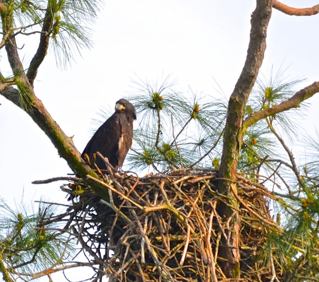 GSP Bald Eagle1a 1024x906 - Bald Eagles Nesting in Gulf State Park