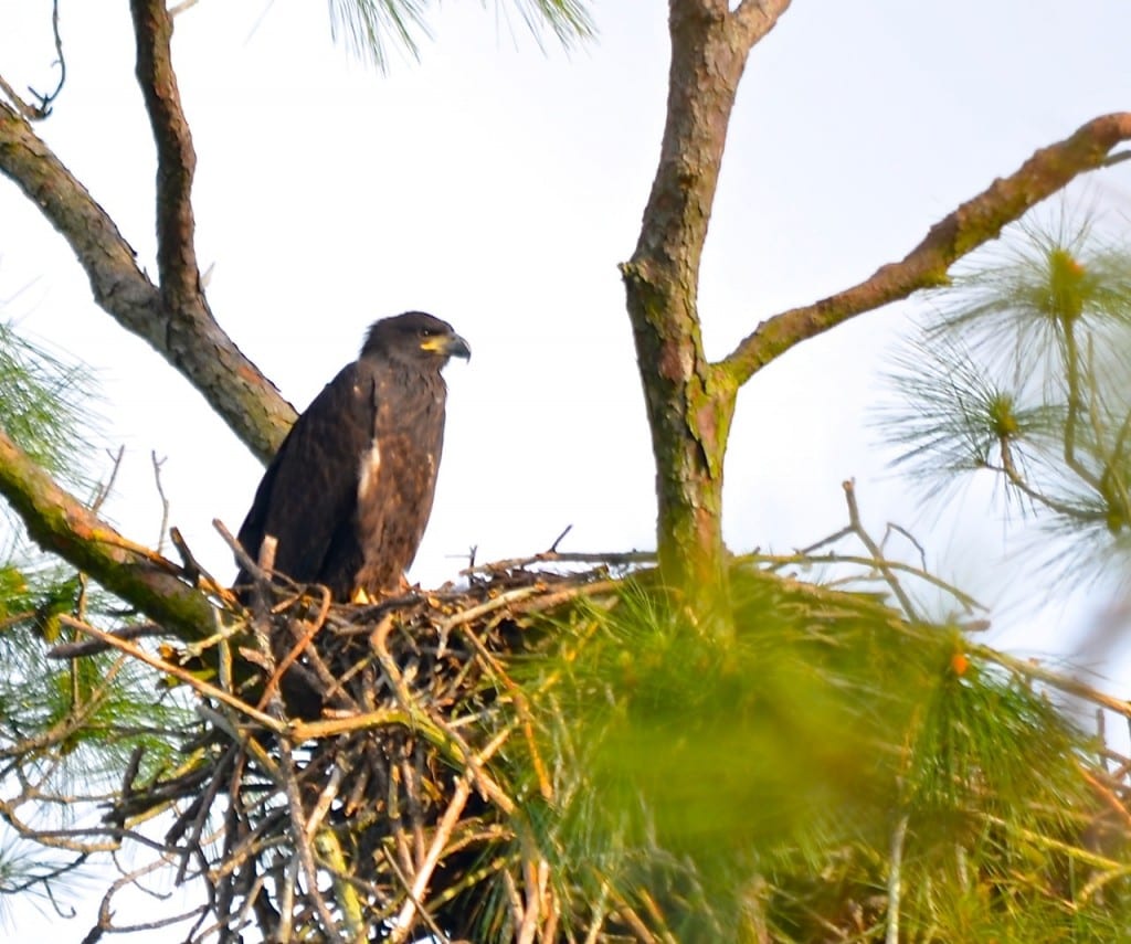 GSP Bald Eagle2b 1024x855 - American Bald Eagle Population Soars Back From Near Extinction