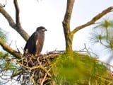 GSP_Bald-Eagle2b GSP_Bald-Eagle2b