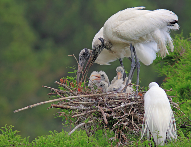 Wood Stork Removed From Endangered Species List Wood Storks ProfileEnlarged - Wood Stork Removed From Endangered Species List