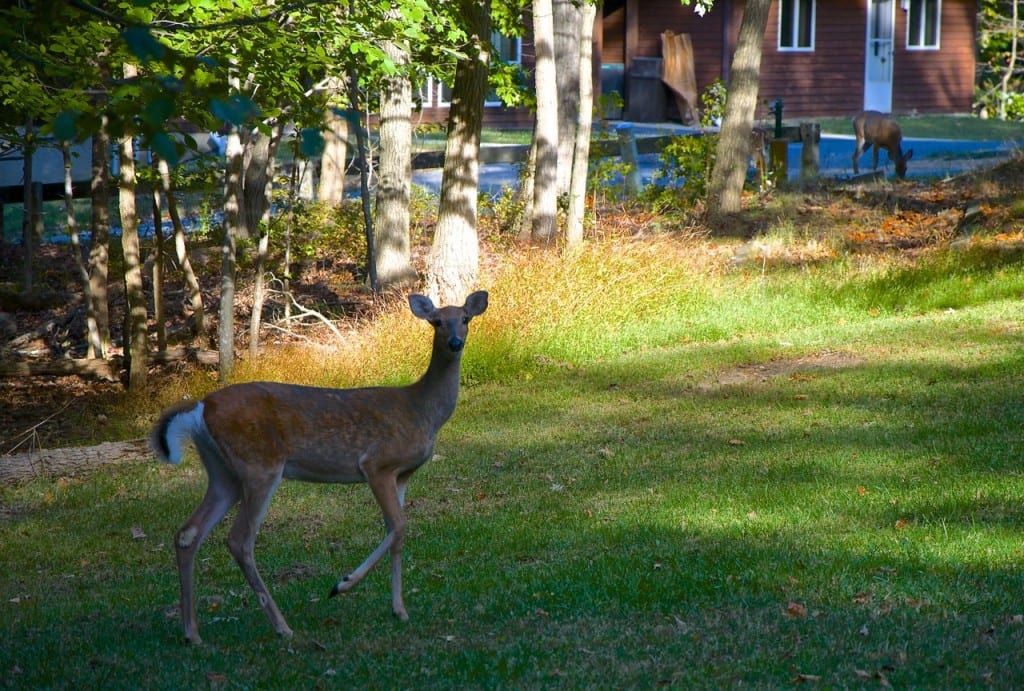 Greenbelt deer1 1024x691 - Camper Van Living Week Two: Wildlife in Greenbelt Park