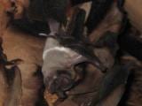 FloridaBonnetedBat FloridaBonnetedBat
