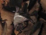 FloridaBonnetedBat