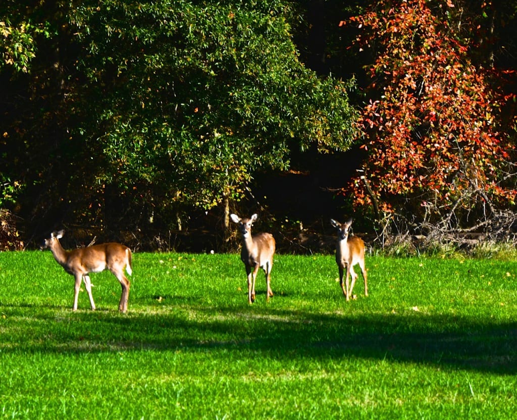 Maryland Autumn1f 1024x832 - Autumn Arrives in Style in a Maryland Park