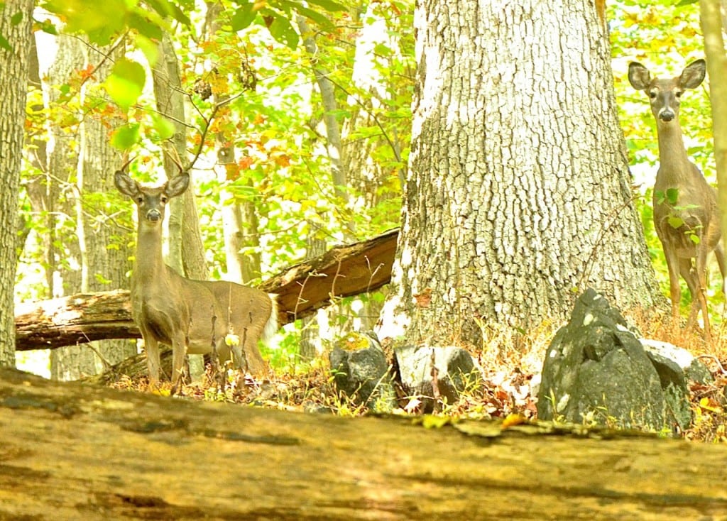Hiking and Camping at Patapsco Valley State Park, Maryland Patapsco deer1a 1024x734 - Hiking and Camping at Patapsco Valley State Park, Maryland