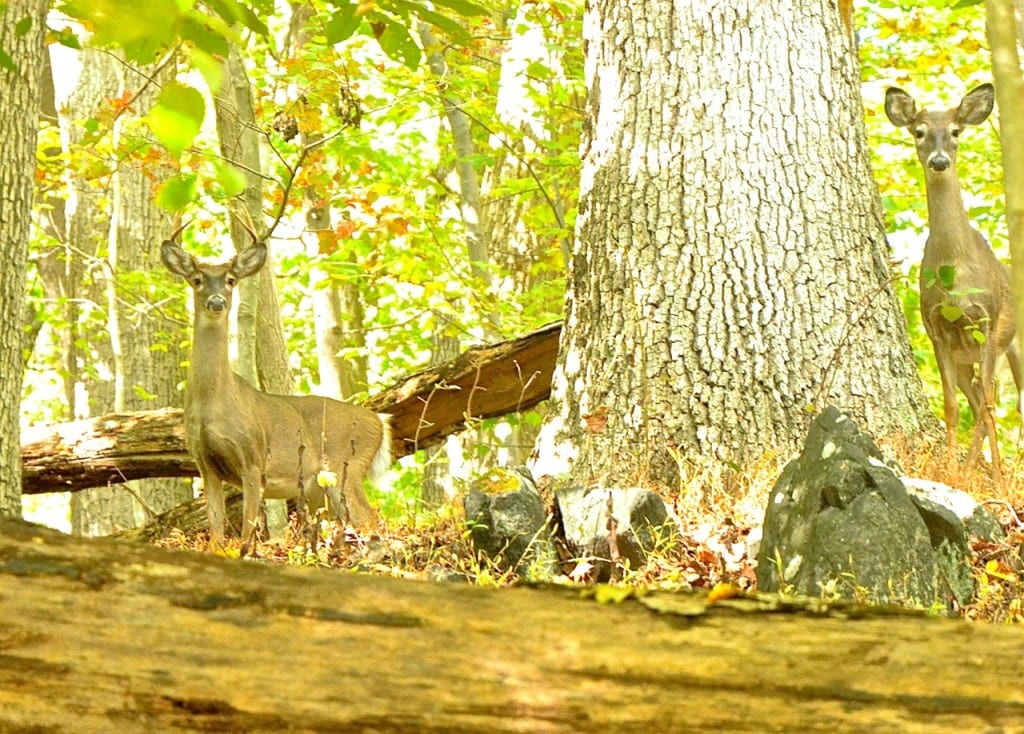 Patapsco deer1a 1024x734 - Hiking and Camping at Patapsco Valley State Park, Maryland