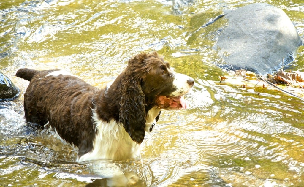 Patapsco dog1a 1024x630 - Hiking and Camping at Patapsco Valley State Park, Maryland