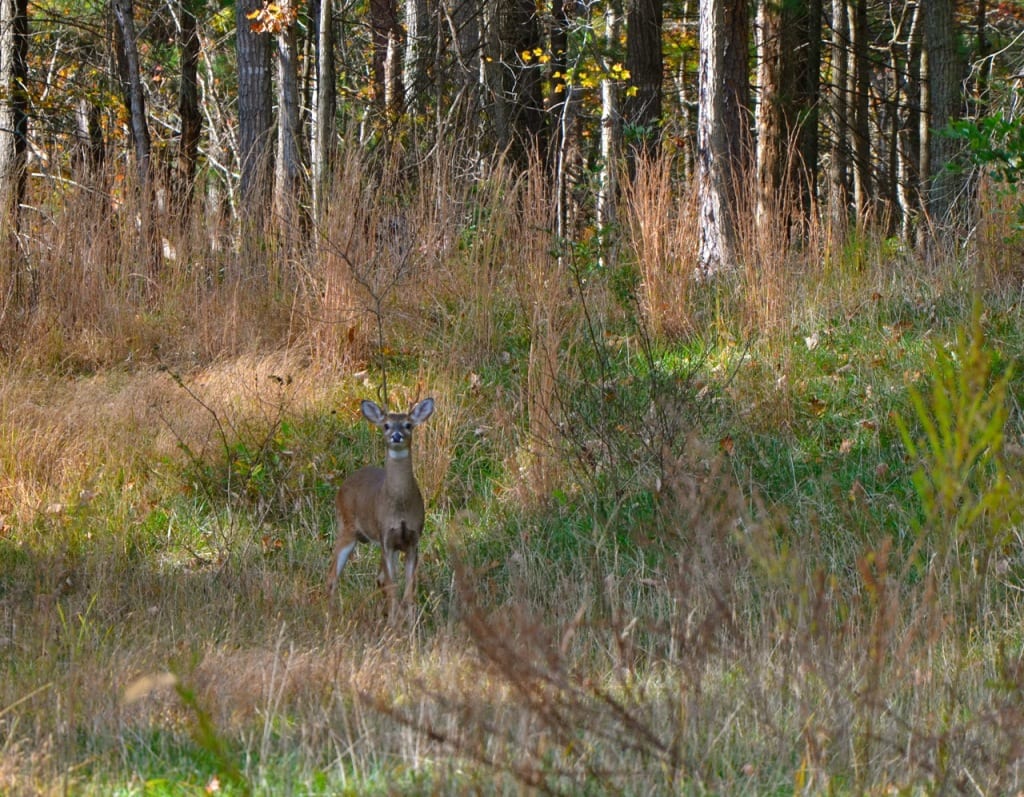 Shenandoah2b 1024x797 - Early Autumn Color in the Shenandoah Valley, Virginia