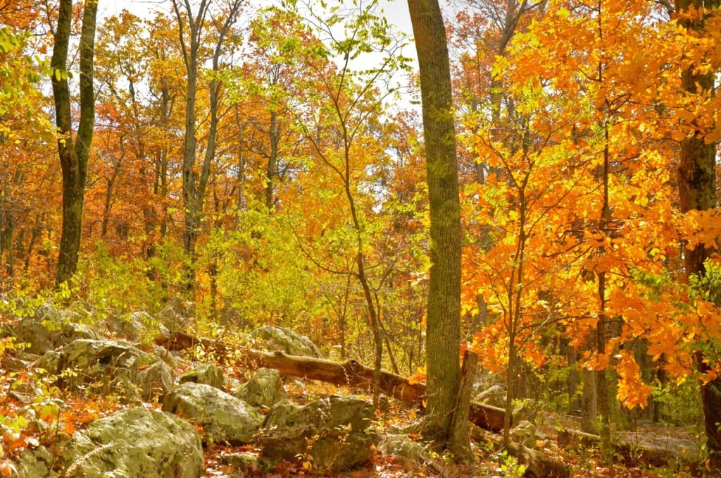 Shenandoah2f 1024x678 - The Final Weekend of the Fall Season at Mathew's Arm Campground in the Shenandoah National Park