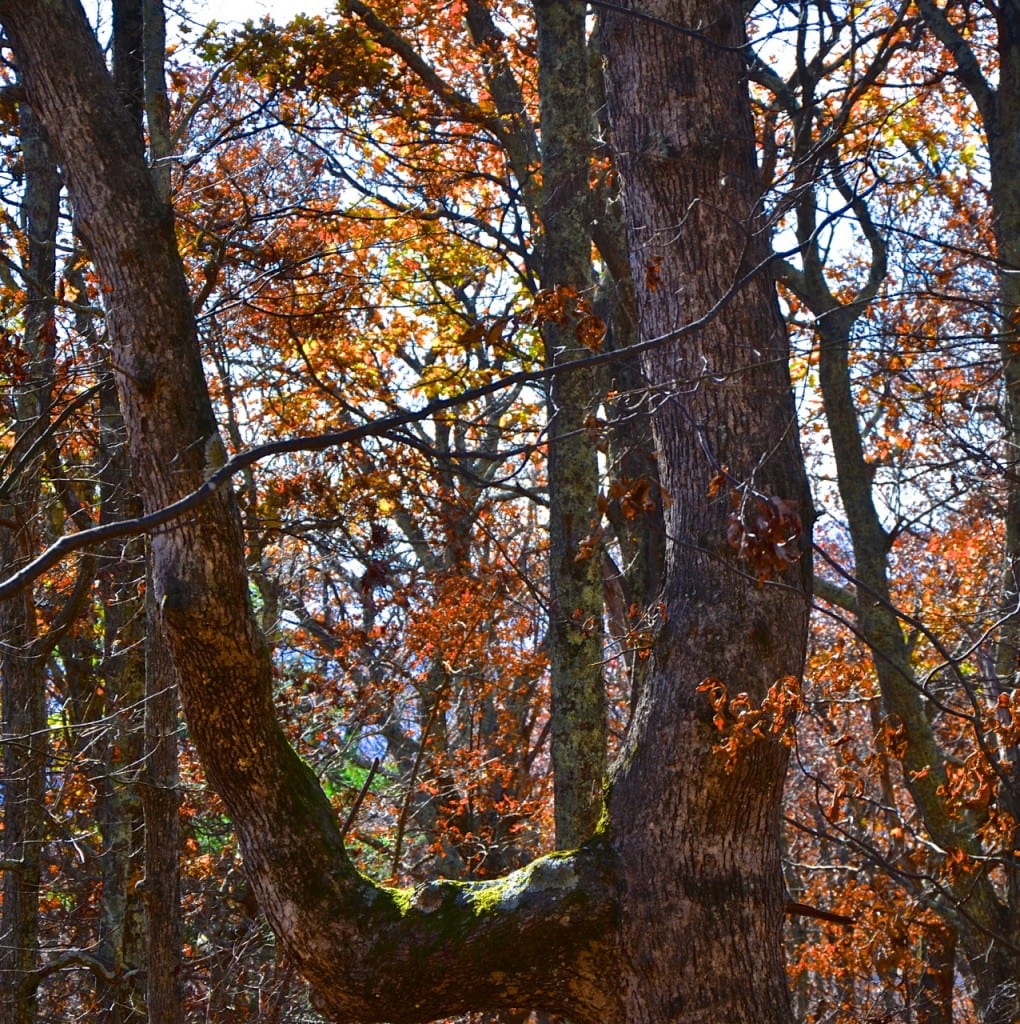 Shenandoah4 AT1k 1020x1024 - Camping Along the Appalachian Trail at Big Meadows