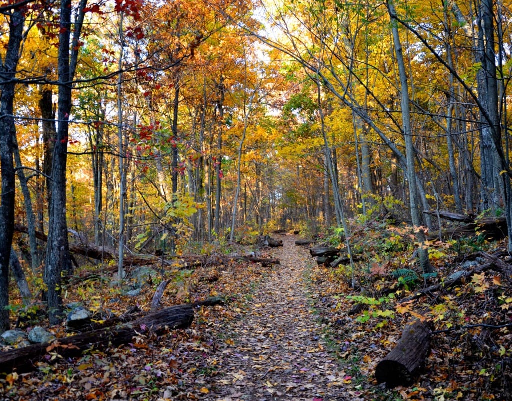 Shenandoah trail1a 1024x803 - The Final Weekend of the Fall Season at Mathew's Arm Campground in the Shenandoah National Park