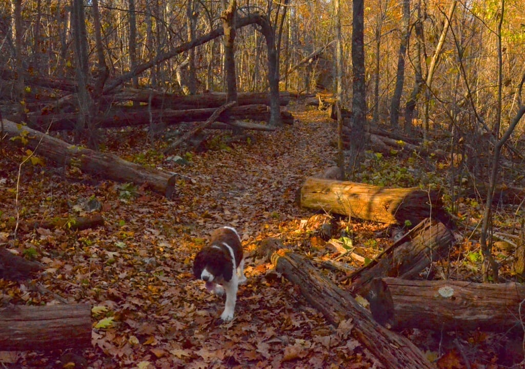 Shenandoah trail1b 1024x720 - The Final Weekend of the Fall Season at Mathew's Arm Campground in the Shenandoah National Park