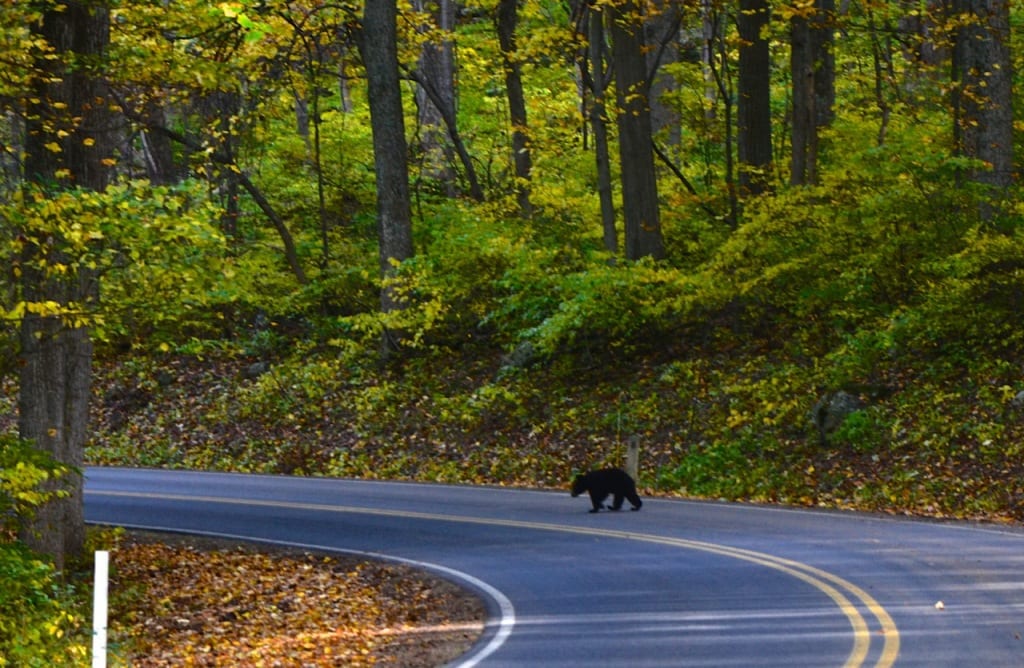 Skyline Bear1a 1024x668 - The Final Weekend of the Fall Season at Mathew's Arm Campground in the Shenandoah National Park