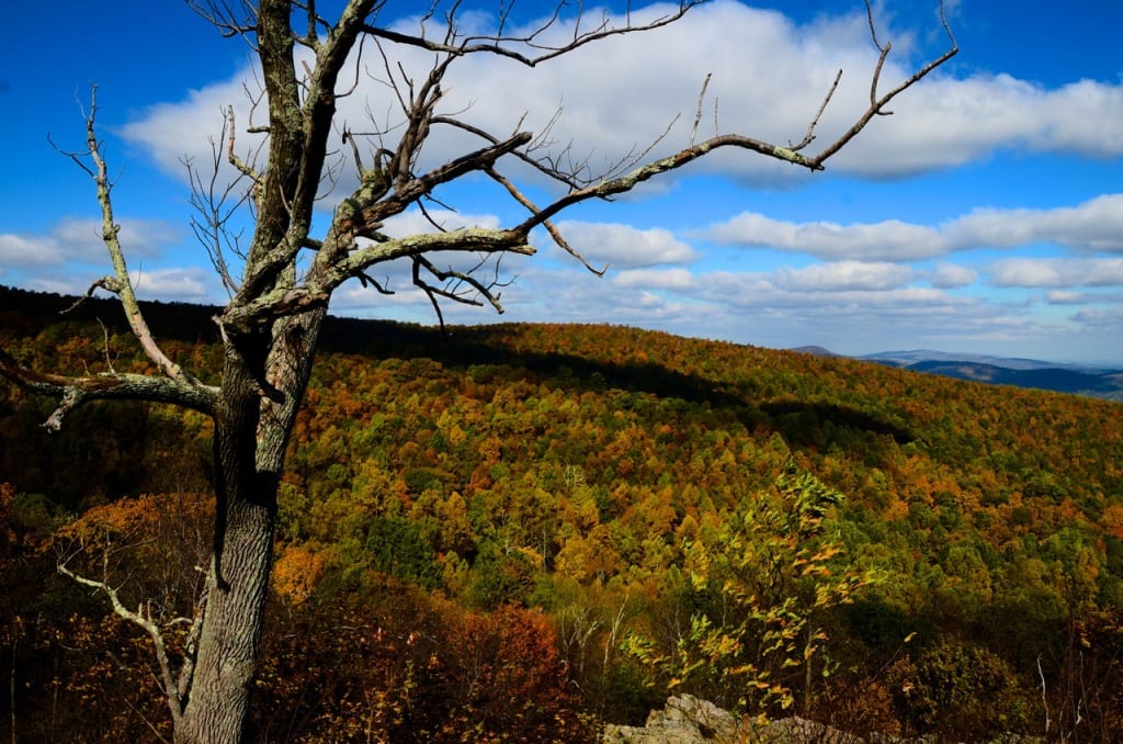 Skyline Drive1a 1024x678 - The Final Weekend of the Fall Season at Mathew's Arm Campground in the Shenandoah National Park