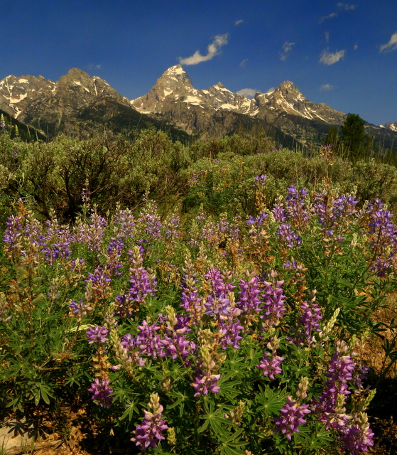 Views of Grand Tetons National Park gt purple flwrs - Views of Grand Tetons National Park
