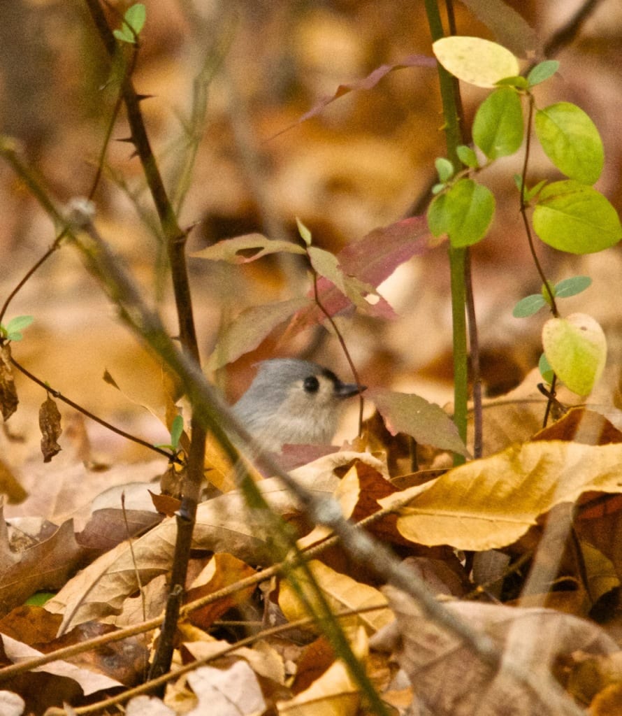 Elizabeth Furnace titmouse1a 890x1024 - More Autumn Color from the Virginia Mountains
