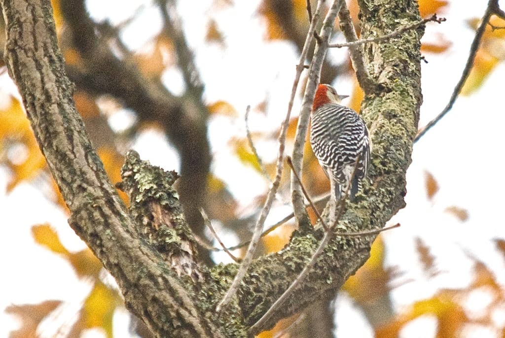 Elizabeth Furnace woodpecker1b 1024x686 - More Autumn Color from the Virginia Mountains