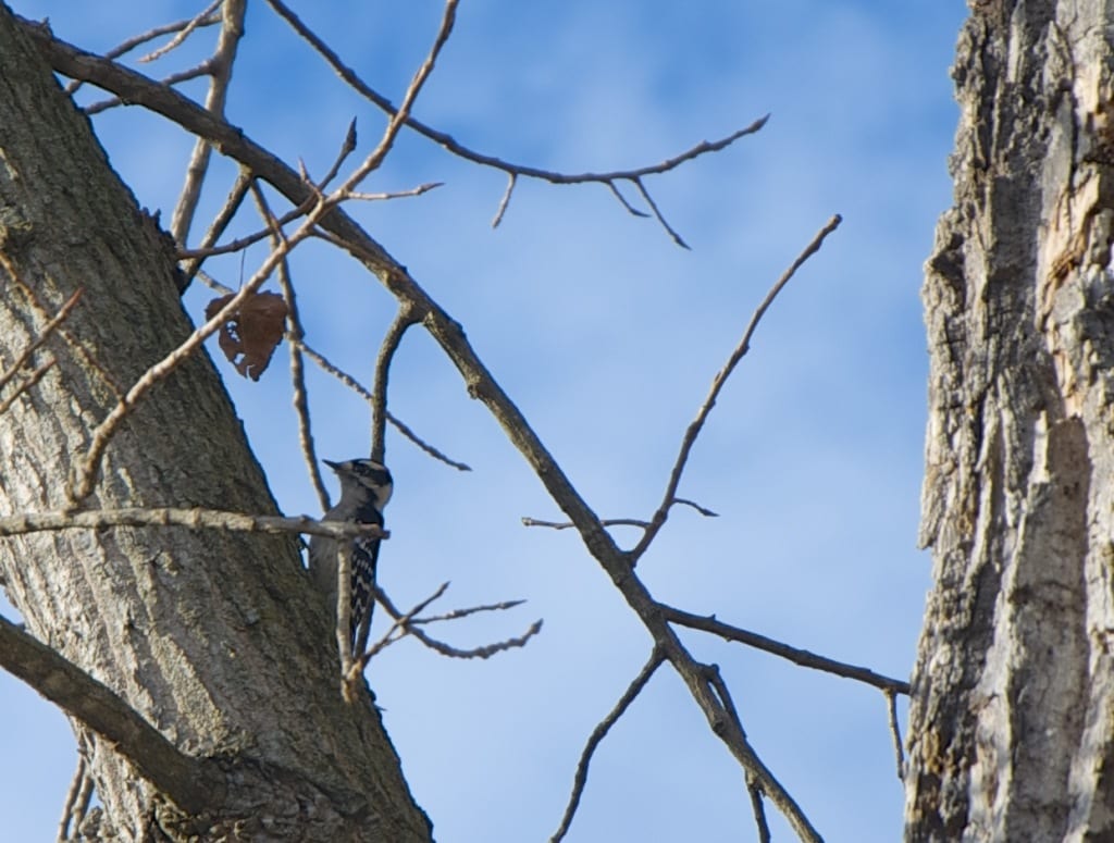 smwoodpecker fall20141 1024x775 - More Autumn Color from the Virginia Mountains
