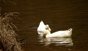 Tannehill White ducks1 300x175 - Tannehill-White_ducks1