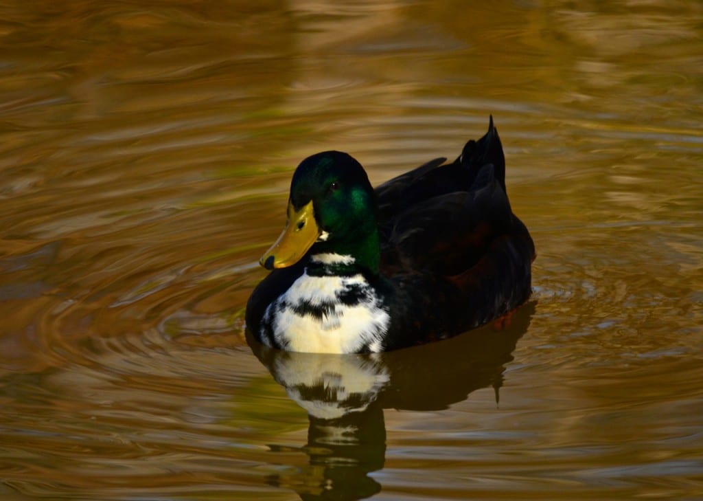 Tannehill ducks1f 1024x729 - Ducks on the Pond at Tannehill State Park