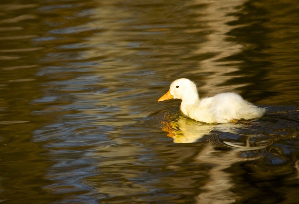 Tannehill ducks1g 1024x700 - Ducks on the Pond at Tannehill State Park