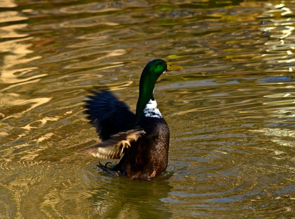 Tannehill ducks1h 1024x760 - Ducks on the Pond at Tannehill State Park
