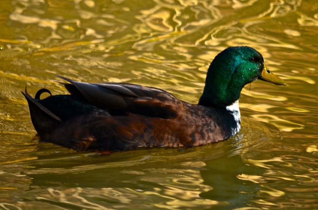 Tannehill ducks1ib 1024x678 - Ducks on the Pond at Tannehill State Park