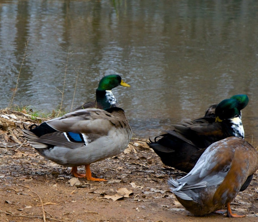 Tannehill ducks3a 1024x882 - Ducks on the Pond at Tannehill State Park