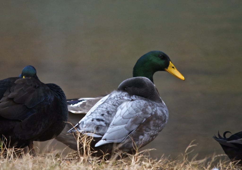Tannehill ducks4a 1024x722 - Ducks on the Pond at Tannehill State Park