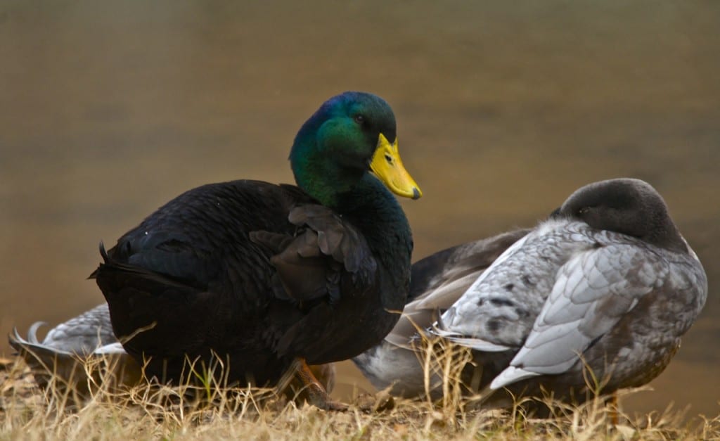 Tannehill ducks4b 1024x627 - Ducks on the Pond at Tannehill State Park