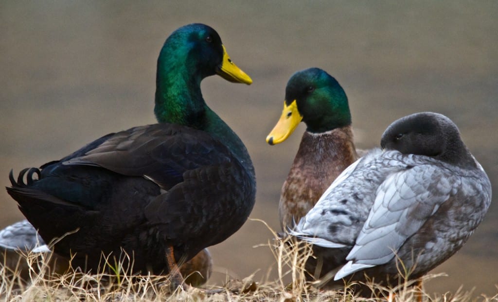 Tannehill ducks4d1 1024x622 - Ducks on the Pond at Tannehill State Park