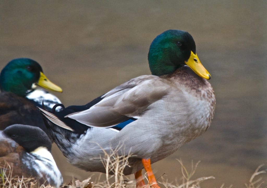 Tannehill ducks4e 1024x721 - Ducks on the Pond at Tannehill State Park