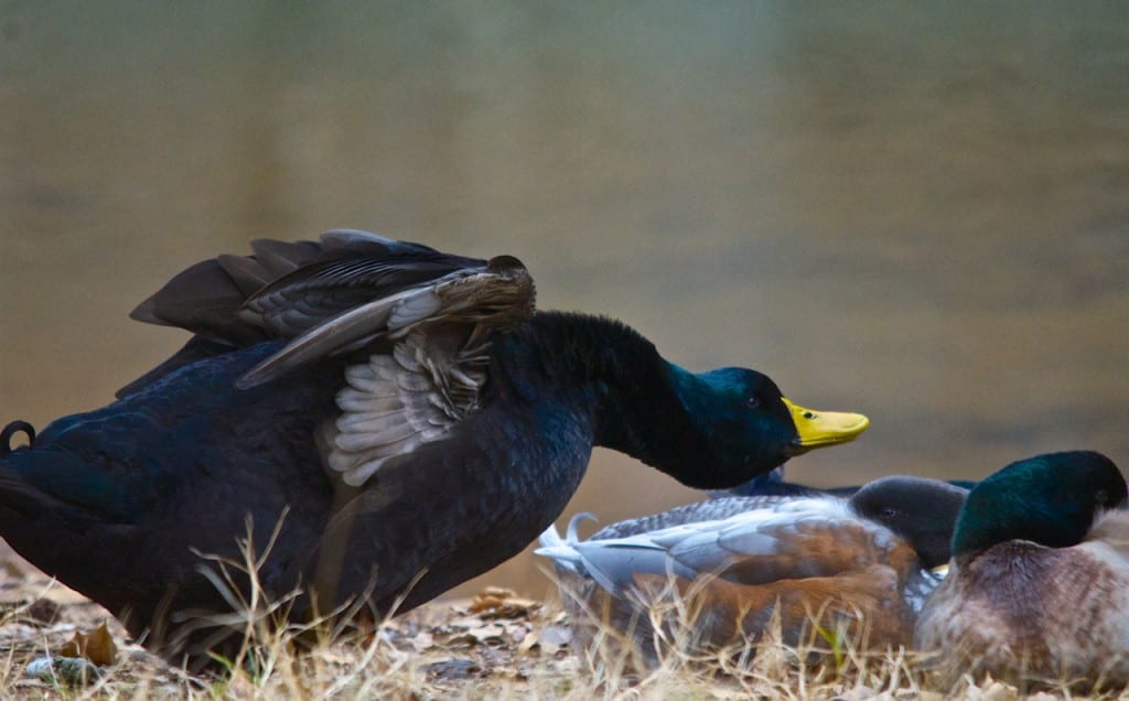 Tannehill ducks4f 1024x636 - Ducks on the Pond at Tannehill State Park