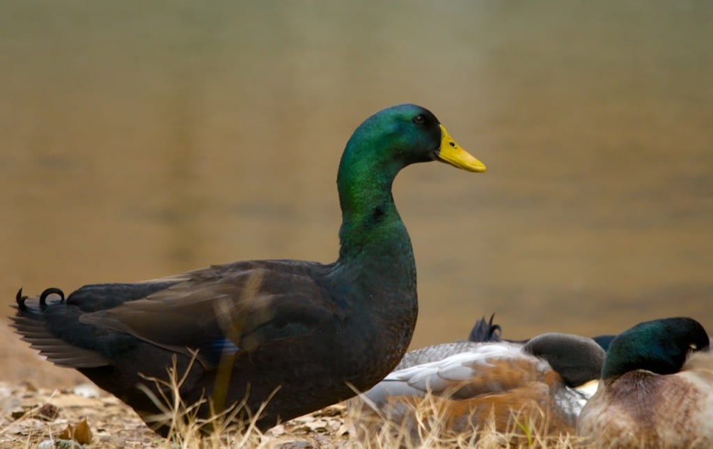 Tannehill ducks4g1 1024x645 - Ducks on the Pond at Tannehill State Park