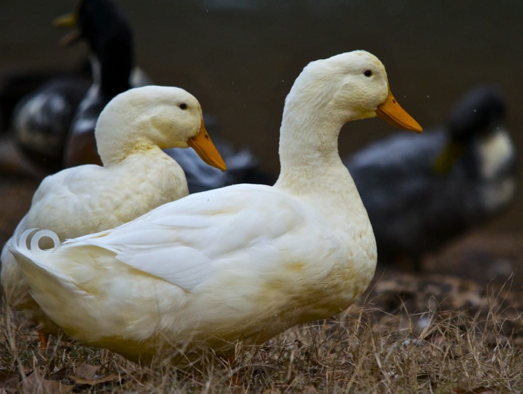 Tannehill ducks4h 1024x772 - Ducks on the Pond at Tannehill State Park
