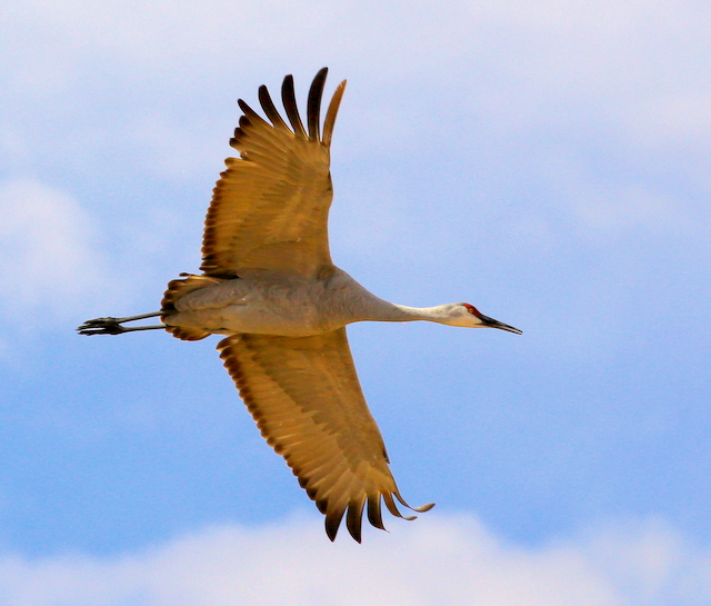 Festival of the Cranes: Sandhill Cranes Migrate to Boque del Apache National Wildlife Refuge crn one under - Festival of the Cranes: Sandhill Cranes Migrate to Boque del Apache National Wildlife Refuge