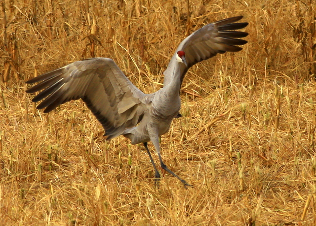 Festival of the Cranes: Sandhill Cranes Migrate to Boque del Apache National Wildlife Refuge crns just down - Festival of the Cranes: Sandhill Cranes Migrate to Boque del Apache National Wildlife Refuge
