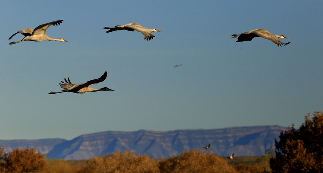 Festival of the Cranes: Sandhill Cranes Migrate to Boque del Apache National Wildlife Refuge crns low - Festival of the Cranes: Sandhill Cranes Migrate to Boque del Apache National Wildlife Refuge
