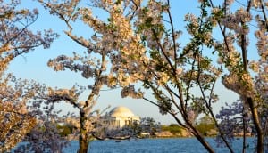 dc cherry blossoms1c 300x172 - dc_cherry-blossoms1c