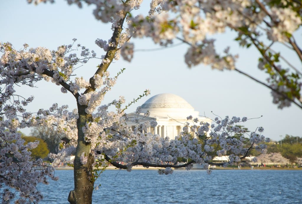 dc cherry blossoms1d 1024x693 - Washington Cherry Blossoms in Full Bloom Framing the Jefferson Memorial