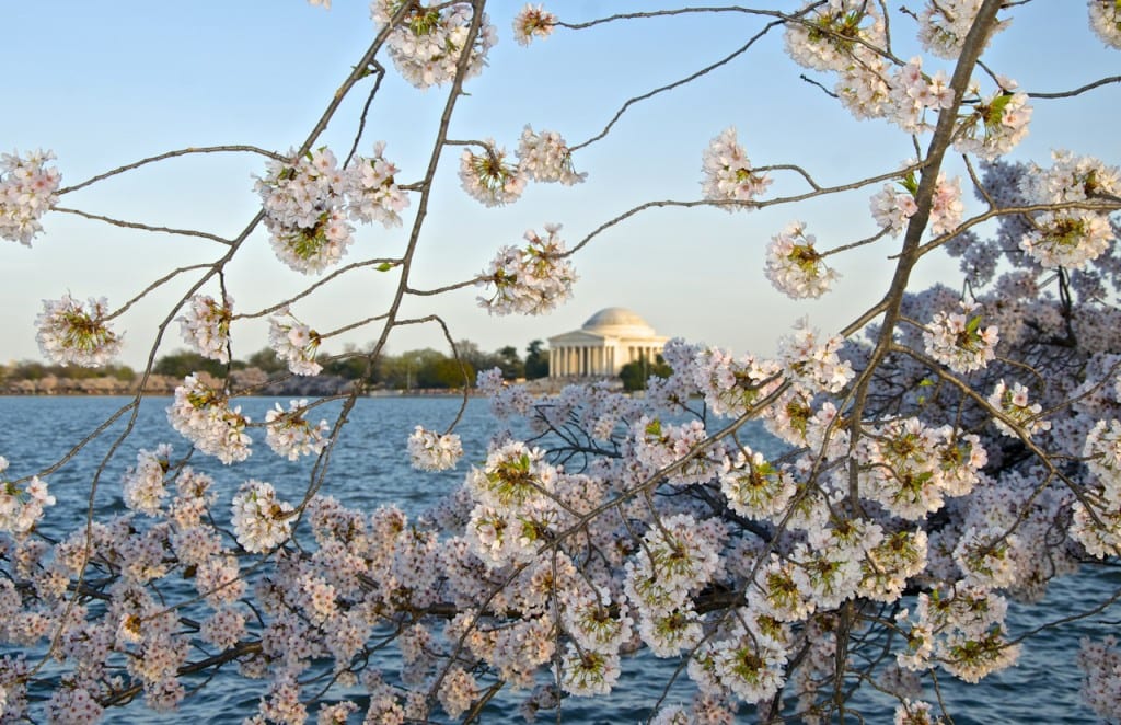 dc cherry blossoms1e 1024x662 - Washington Cherry Blossoms in Full Bloom Framing the Jefferson Memorial