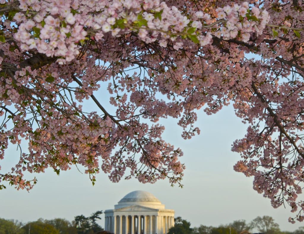 dc cherry blossoms1f 1024x786 - Washington Cherry Blossoms in Full Bloom Framing the Jefferson Memorial