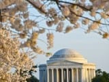 dc_cherry-blossoms1g