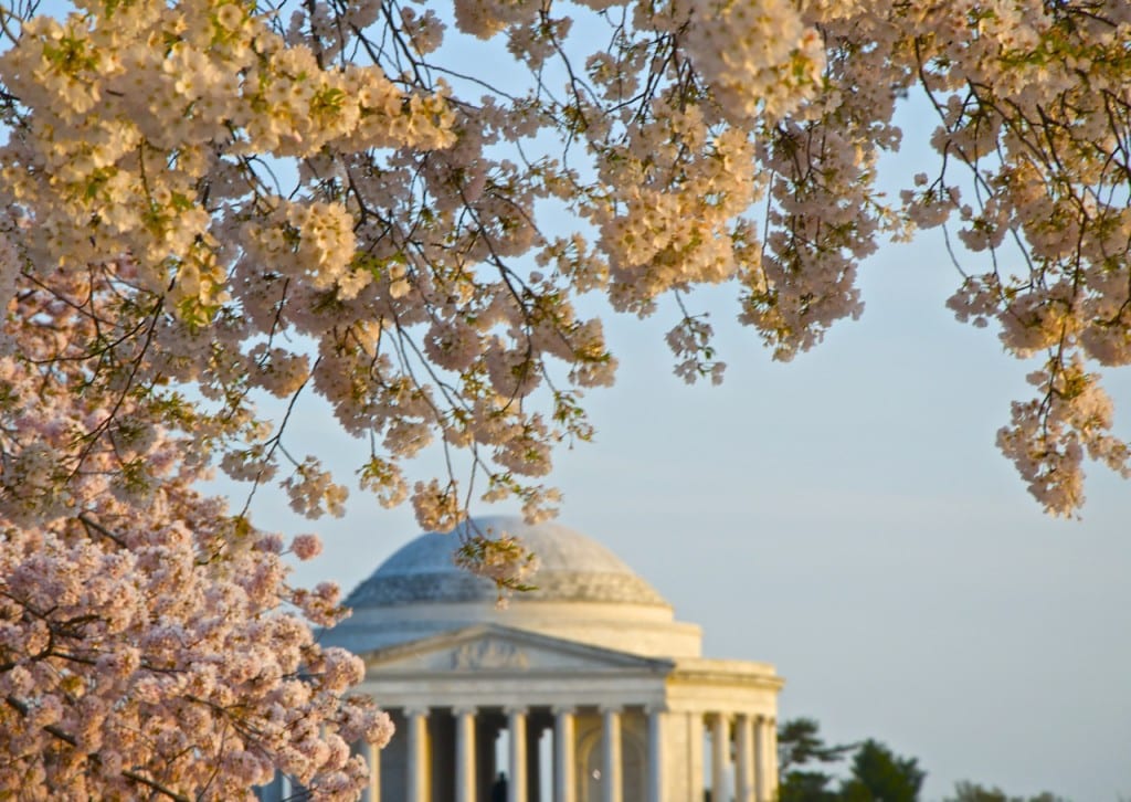 dc cherry blossoms1h 1024x726 - Washington Cherry Blossoms in Full Bloom Framing the Jefferson Memorial