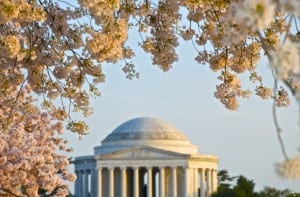 dc cherry blossoms1i 300x197 - dc_cherry-blossoms1i