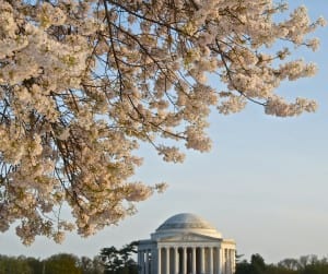 dc cherry blossoms1j 300x251 - dc_cherry-blossoms1j