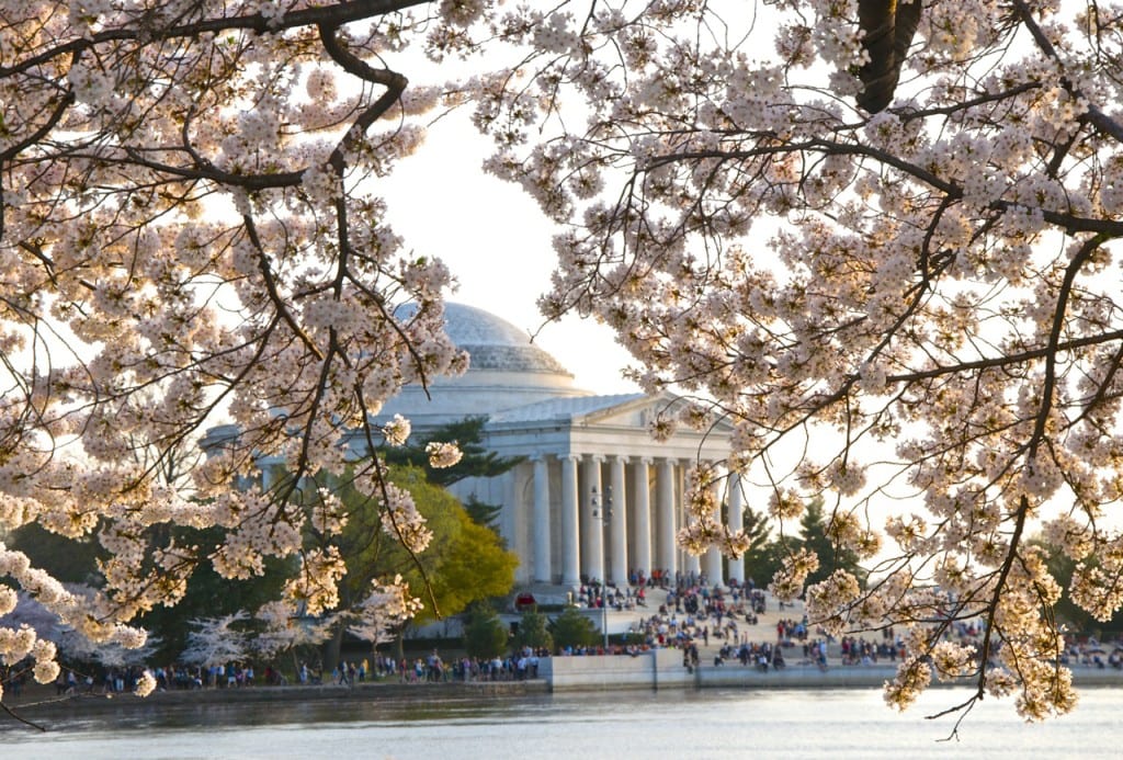 dc cherry blossoms1l 1024x693 - Washington Cherry Blossoms in Full Bloom Framing the Jefferson Memorial