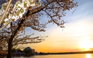 dc cherry blossoms1m 300x186 - dc_cherry-blossoms1m